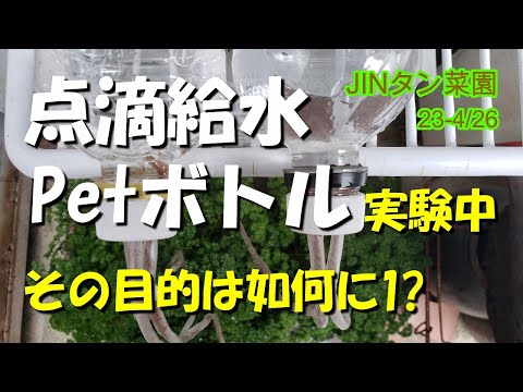 セージは、うどんこ病やべと病に対する優れた殺菌剤です。