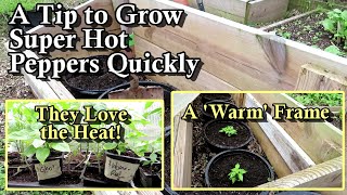How to Get Super Hot Peppers to Grow Faster & Produce Sooner: They Like Really Warm Soil & Heat!
