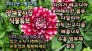 양재꽃시장 식물튜브 2022년 7월 12일 [황금마삭줄, 로즈마리, 바틱신고디움, 타이거 베고니아 등등] #…