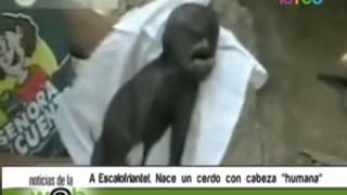 Nace cerdo con "cabeza humana" en Guatemala