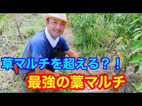 夏に家庭菜園にマルチングをするのが良いのはなぜですか?わらの選び方は？  庭園