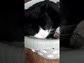 I do love the laundry basket😻 #shorts #adorable #cutecat #sleeping