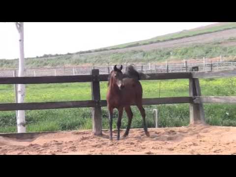 2015 03 12 Potra Kanz 640px