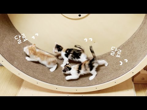 아기고양이들 캣휠 정복기