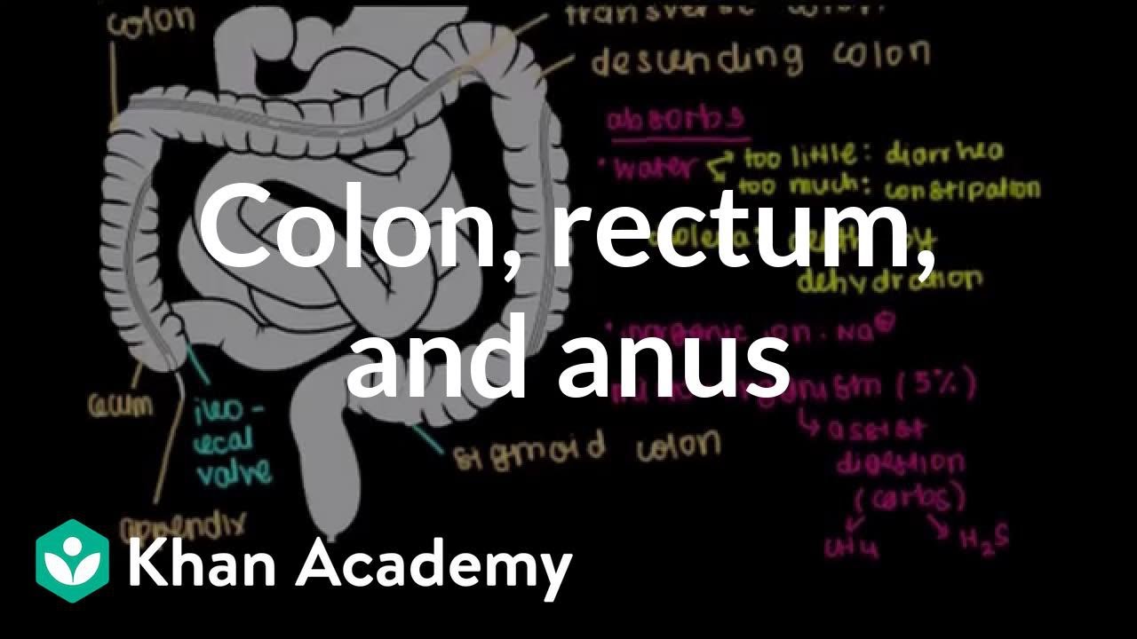 Colon, rectum, and anus | Gastrointestinal system physiology | NCLEX-RN | Khan Academy