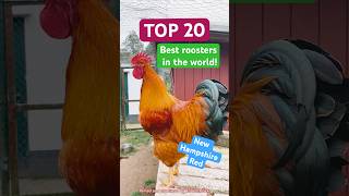 20 of the best roosters in the world crowing! My big crowing competition from bantam to longcrower