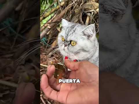 Este Gato Trajo A Su Novia A Casa 🤯❤️