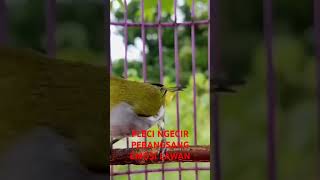 Download lagu Pleci bustomi ngecir buat pleci lain emosi #terapipleciagarbukaparuh mp3