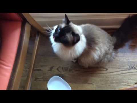 13-Year Old Seal Mitted Ragdoll Cat Caymus Begging for Salmon on Father's Day - Floppycats