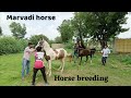 Horse Breeding Marvadi Horse Breeding Horse Lover ️ Horse Horsemanship Horsebreedingstable