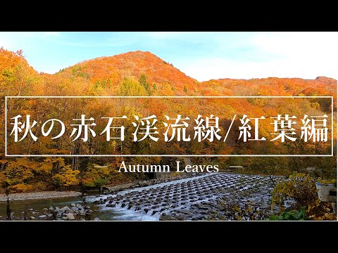 今日のあじがさわ 第30回～『秋の赤石渓流線/紅葉』編～ 2021.12.23.