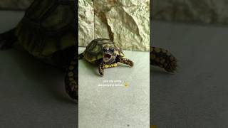 Download lagu Suara kura kura #yellowfoottortoise #cutetortoise #cute mp3 Download lagu Suara kura kura #yellowfoottortoise #cutetortoise #cute mp3