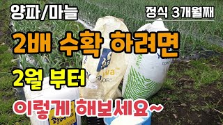 양파/마늘 2배수확하려면 2월부터 이렇게 해보세요 양파마늘냉해예방 첫 추비시기
