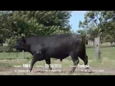 14º Remate Só Angus - Tradição. Tat.: 1981