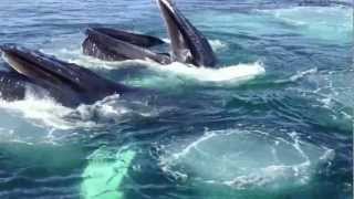 preview picture of video 'Whale watching Provincetown'