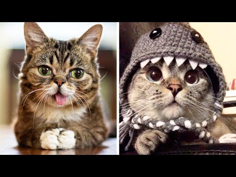 The Most Popular CATS Of INSTAGRAM 🐱