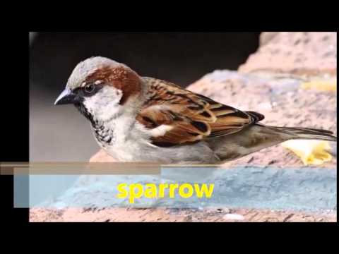 اسماء الطيور بالانجليزي مع الصور