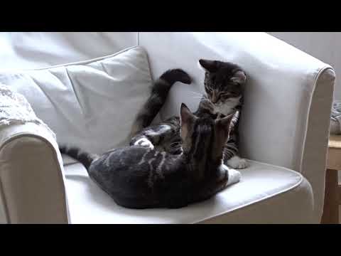 Niet altijd rozengeur en manenschijn tussen Jikke en Ebba