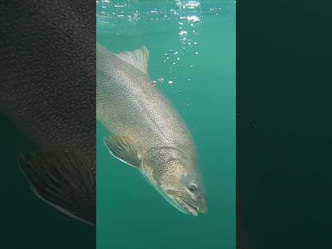 Lake Trout Underwater Shots   #underwater  #arcticadventures #shortsvideo #fishing #fishnwt #trout