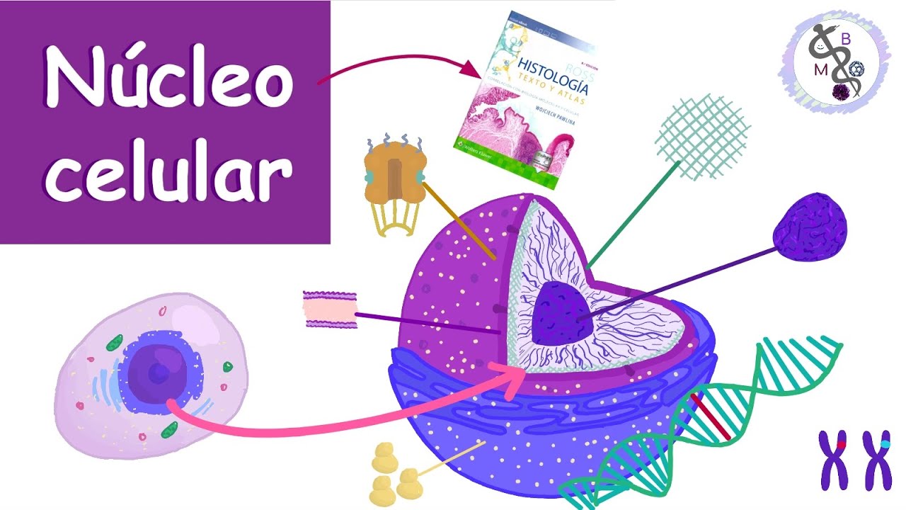 Núcleo Celular (Componentes, funciones...) | Histología Ross
