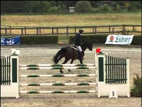 Canderel, 7j Hengst v. Casall - Cassini I - Magnat