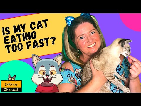😻 CatCrazy: Is your cat eating too fast?