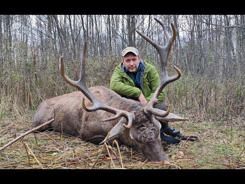 Охота на лося и оленя, с 260-ти метров по бегущему !!!