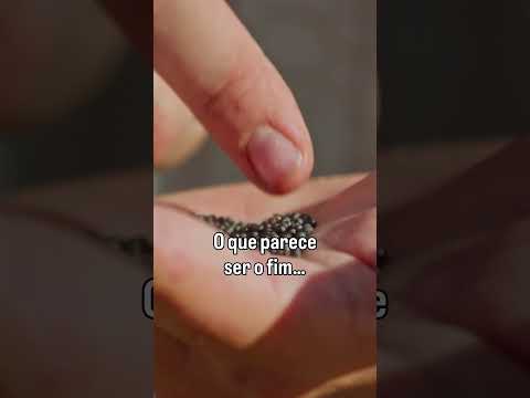 Processamento de canola em nossa indústria em Ijuí/RS #3tentos #canola