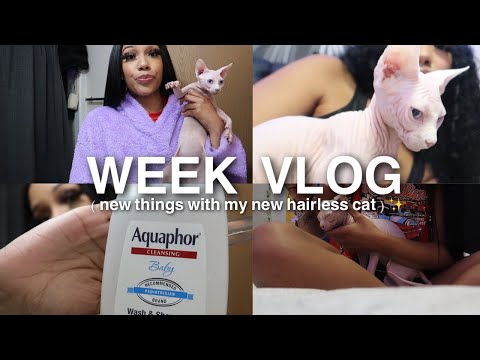 week vlog : buying a hairless cat + more shenanigans * Meet Caillou 👩🏽‍🦲 * | ChesaTheBrat