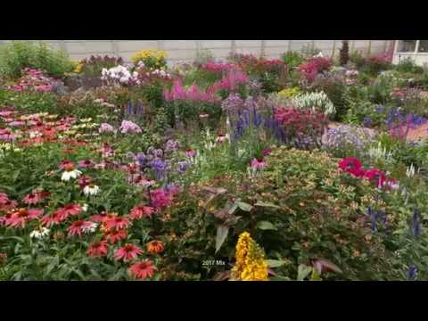 Veronica Longifolia First Series -2018/2019 -4-K