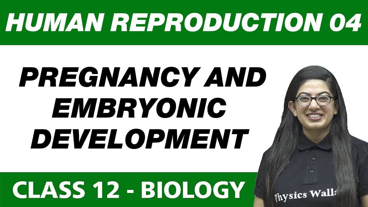 Human Reproduction 04 : Pregnancy and Embryonic Development | Class 12 NCERT
