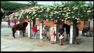 preview picture of video 'PERUVIAN PASO HORSE • HACIENDA LOS FICUS'