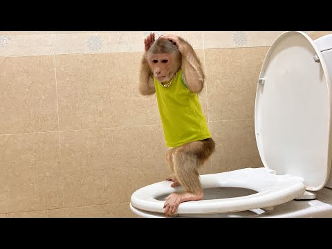 Smart monkey Max!🍌The most mischievous monkey on youtube 🤞