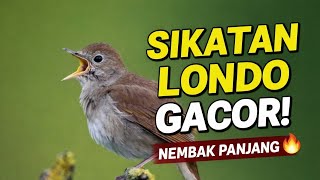 Download lagu Suara burung sikatan londo gacor nembak panjang audio jernih asli hutan mp3