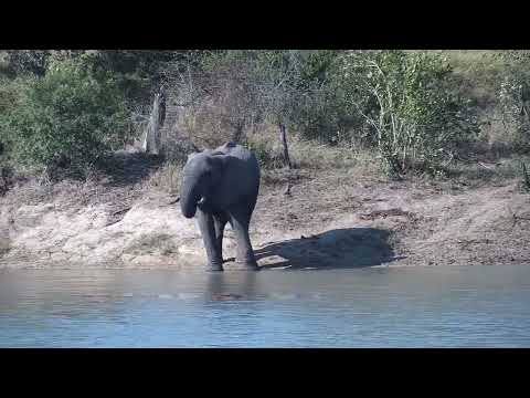 Djuma: Elephant getting drink across the dam - 14:28 - 06/08/2023