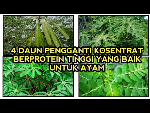 , title : 'Daun Pengganti KOSENTRAT-Sebagai Penambah asupan PROTEIN dan Gizi pada Unggas'