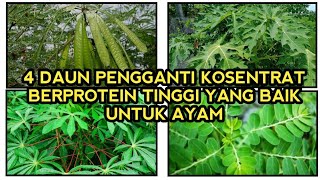 Download lagu Daun Pengganti KOSENTRAT-Sebagai Penambah asupan PROTEIN dan Gizi pada Unggas mp3 Download lagu Daun Pengganti KOSENTRAT-Sebagai Penambah asupan PROTEIN dan Gizi pada Unggas mp3