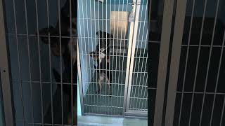 Video preview image #1 German Shepherd Dog-Unknown Mix Puppy For Sale in Pasadena, CA, USA