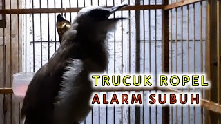 Download lagu TRUCUKAN ROPEL ALARM SUBUH BIKIN TRUCUK LAIN NYAUT ROPEL SEKETIKA mp3