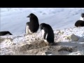 Criminal Penguins - Frozen Planet