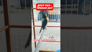 Download lagu tledekan gunung gacor gaya nyeklek patah‼️idaman juri #kicaumania mp3 Download lagu tledekan gunung gacor gaya nyeklek patah‼️idaman juri #kicaumania mp3