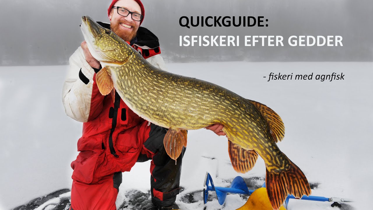 QUICKGUIDE: ISFISKERI EFTER GEDDER MED AGNFISK