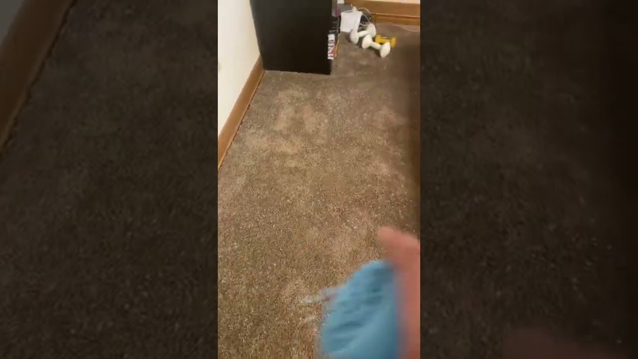 This carpet is going to be fresh.￼