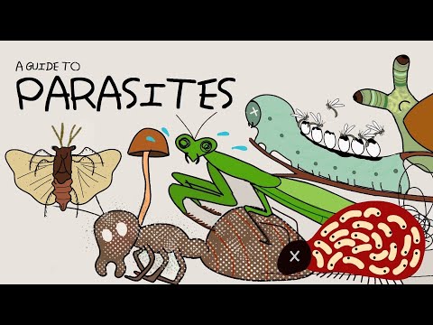 What Are The Most Gruesome Parasites? (Small Creatures' Worst Nightmare.)
