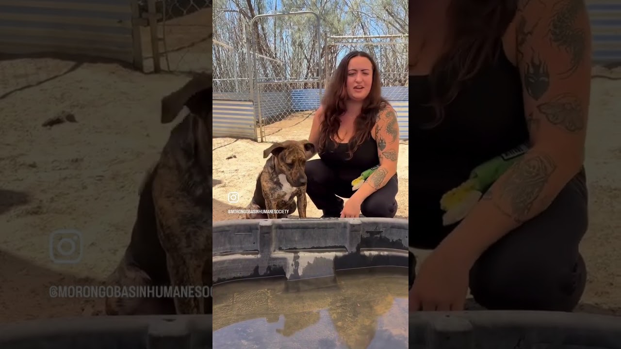 Enlarge NOVA, a Adoption Pending mixed breed in Joshua Tree, CA video 4/4