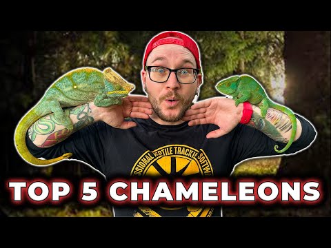 The BIGGEST Chameleon on Earth and 5 More You've Never Heard Of!