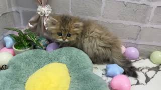 ペルシャの動画01