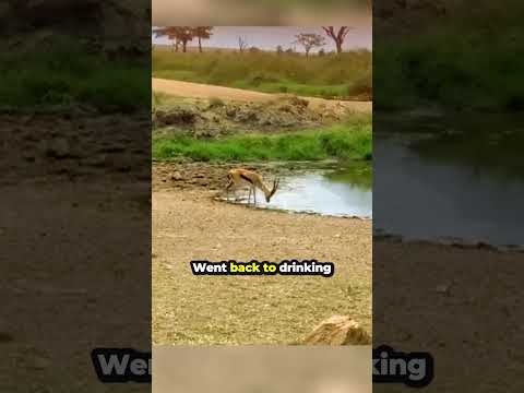 Gazelle Vs Lion... 🥲❤️ #shorts