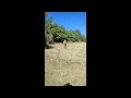Poney palomino