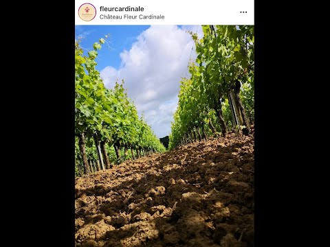 #VineyardChat w Caroline Decoster of Chateau Fleur Cardinale in St Emilion, France